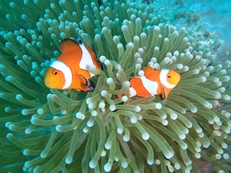 Bali, Amed Snorkeling, Kayak, and Paddle Board Tour - What We Think