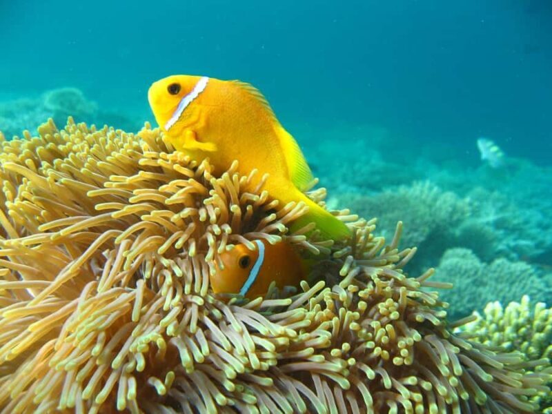 Bali, Amed Snorkeling, Kayak, and Paddle Board Tour - What to Expect: A Day of Water, Reefs, and Coastlines