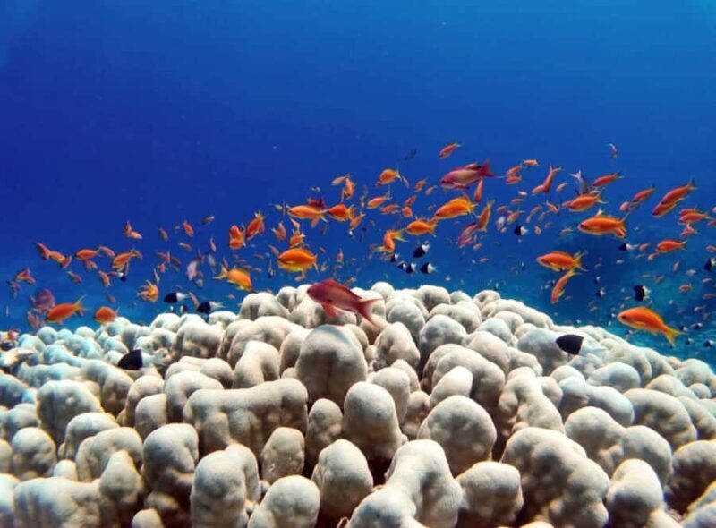 Bali/Amed: Underwater Temple Snorkeling Experience - Introduction to the Experience