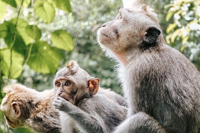 Bali Arts, Waterfalls & Monkey Forest Private Tour - Cooling Off at Tegenungan Waterfall