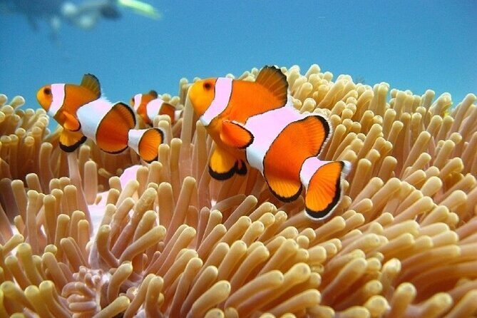 Bali ATV Quad Bike Adventure and Snorkeling Tour - What’s Included and What to Keep in Mind