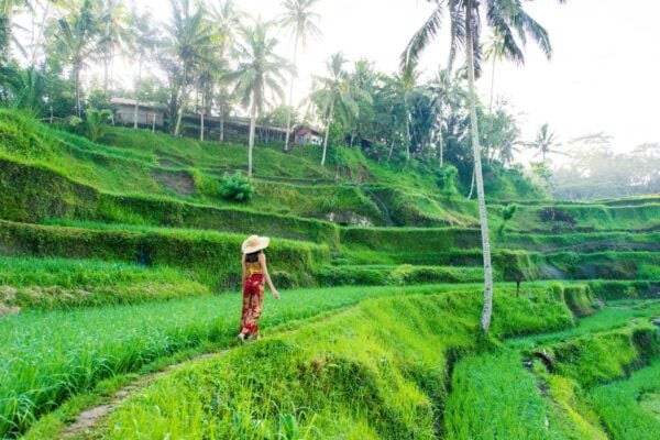 Bali: ATV Quad Bike - Water Temple and Rice Terrace - Best Time to Visit