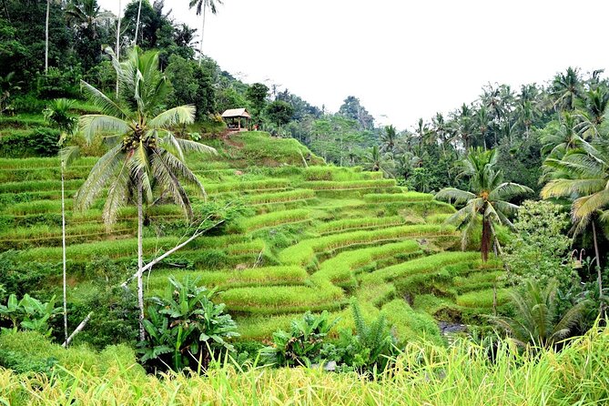 Bali ATV Ride Adventure and Kintamani Mt. Batur Volcano View - Pickup Details
