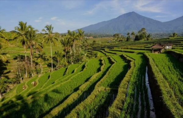 Bali: ATV Ride , Volcano, Rice Terrace Private Tour - Questions You May Have