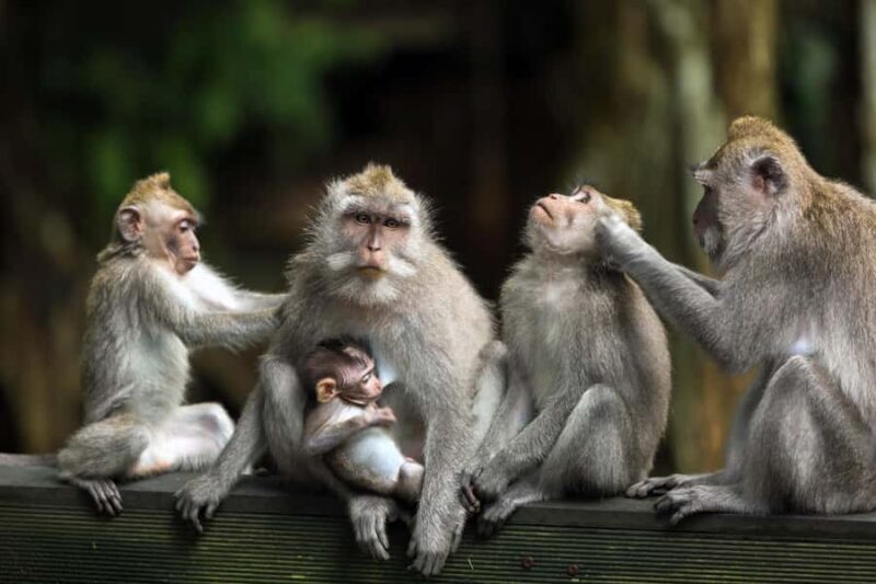 Bali: ATV, Water Rafting, and Monkey Forest Tour - Authentic Insights from Travelers