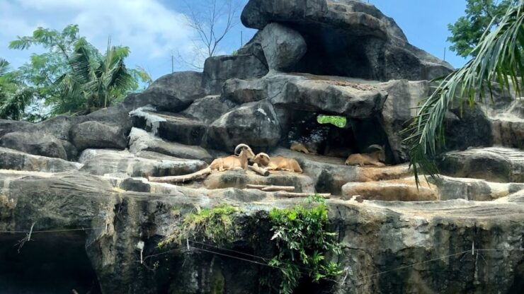 Bali: Bali Safari Day Experiences With Pickup Included - Safari Day Adventure With Pickup Service