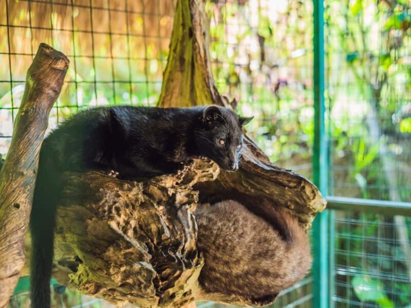 Bali: Balinese Spiritual Journey with purification ceremony. - Logistics & Experience Quality