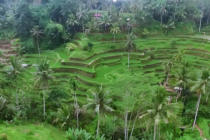 Bali: Barong Dance, Rice Terrace, Volcano, Temple, Waterfall Tour - Tour Highlights