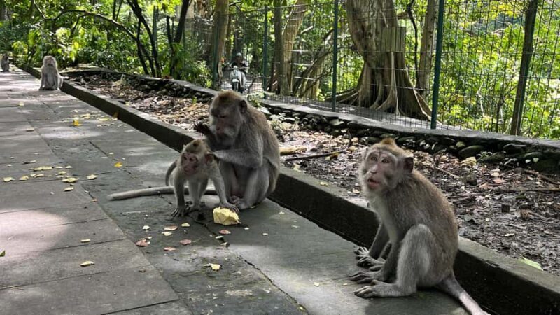Bali: Batuan temple, Monkey Forest, Kato Lampo waterfall - Frequently Asked Questions
