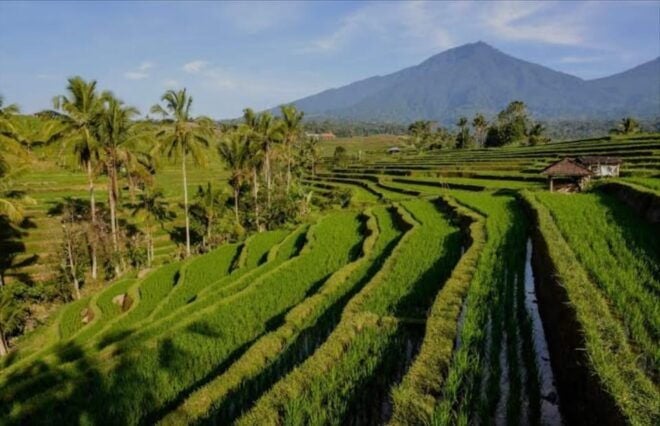 Bali: Bedugul, Jatiluwih, Taman Ayun, Tanah Lot Private Tour - Experience Jatiluwih Rice Terrace