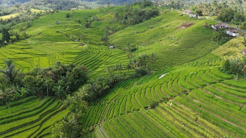 Bali: Belimbing Village Trek with Waterfall & Temple Visit - Discovering Belimbing Village: A Closer Look
