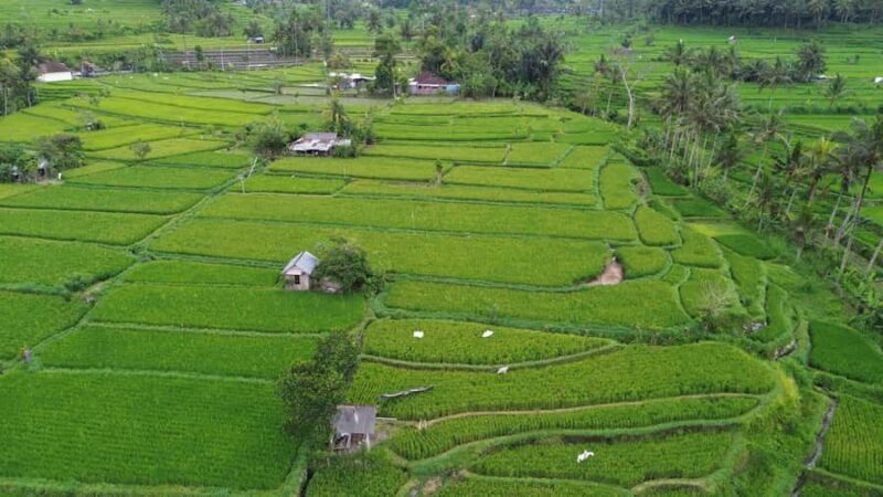 Bali: Belimbing Village Trek with Waterfall & Temple Visit - Authentic Experiences You Wont Forget