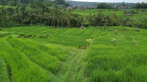 Bali: Beratan Temple, Jatiluwih, & Handara Heaven Gate Tour - Free Cancellation
