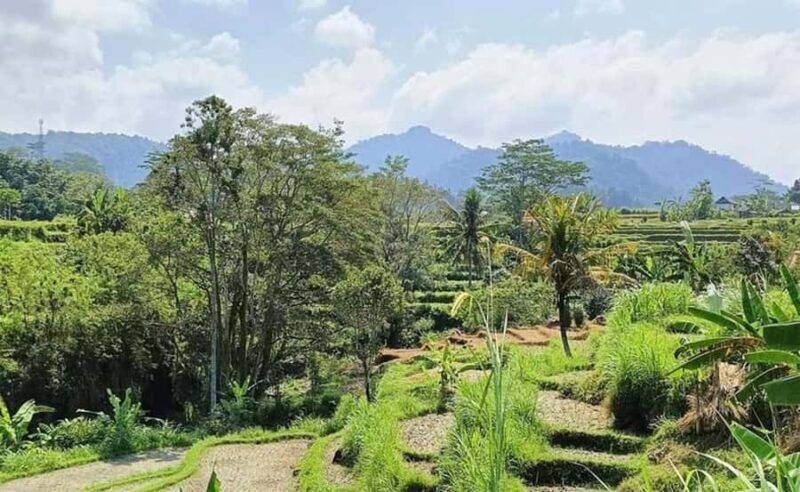 Bali: Besakih Temple and Sidemen Tour - A Deep Dive into the Bali: Besakih Temple and Sidemen Tour