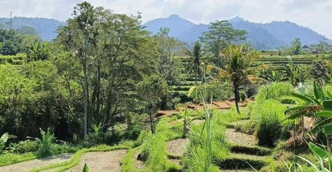 Bali: Besakih Temple and Sidemen Tour - Discovering Sidemen Village