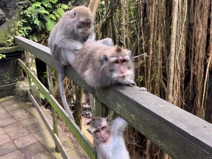 Bali: Best of Ubud Private Tour With Transfers and Guide - Good To Know