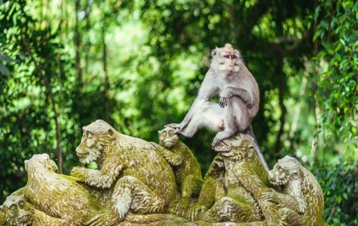 Bali: Best of Ubud Tour - Pickup Details