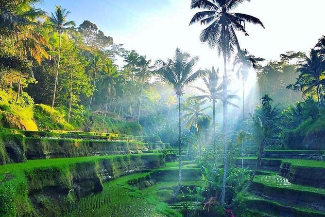 Bali : Best Private Day Tour With Private Driver - Pricing and Booking Details