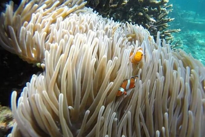 Bali Best Snorkeling Blue Lagoon With Lunch & Guide - Experience Highlights