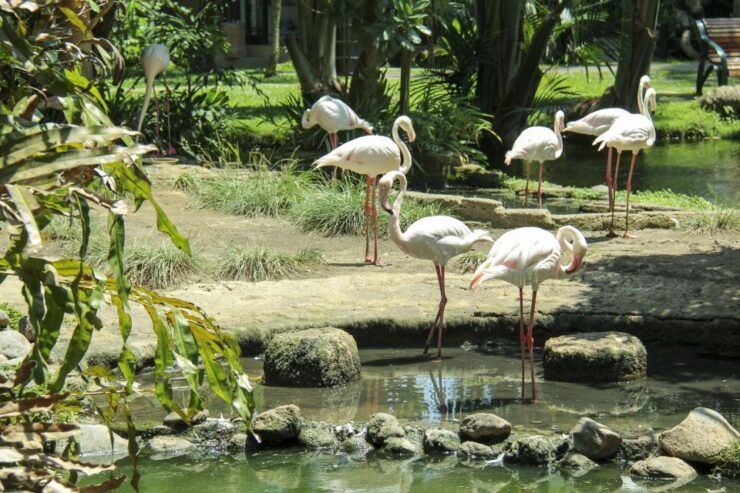 Bali Bird Park: 1-Day Admission Ticket - Ticket Details and Booking Information