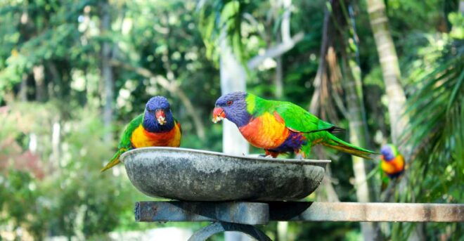 Bali Bird Park: 1-Day Admission Ticket - Park Highlights