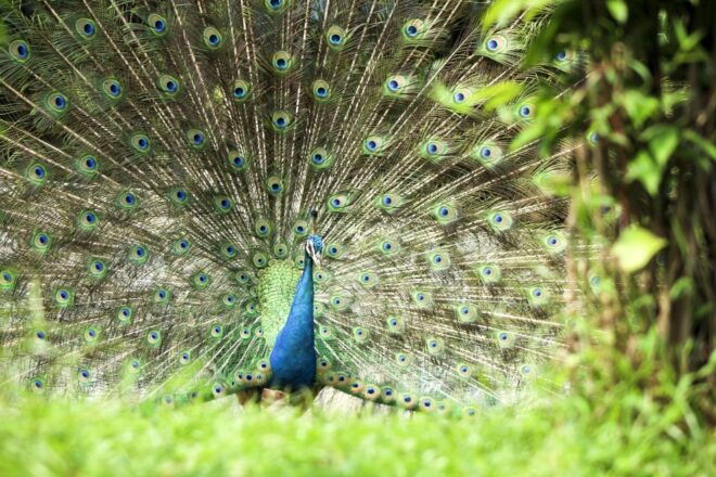 Bali Bird Park: 1-Day Admission Ticket - Customer Reviews