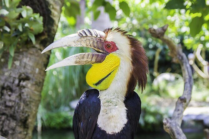 Bali Bird Park Admission Pass - Real Insights from Visitors