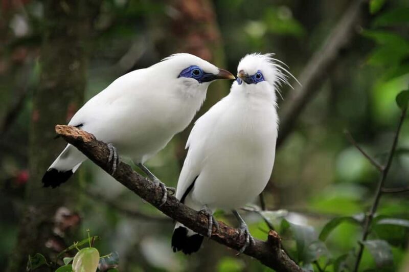 Bali: Bird-Watching Walk & Jungle Zipline Adventure - Good To Know