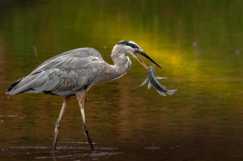 Bali: Bird-Watching Walk & Jungle Zipline Adventure - FAQs