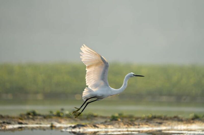 Bali: Bird-Watching Walk & Jungle Zipline Adventure - Who Will Love This Tour?