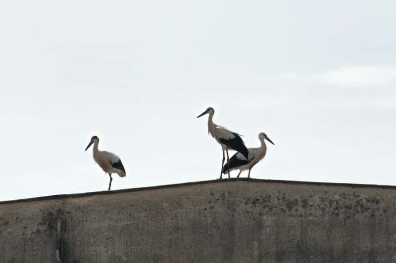 Bali: Bird-Watching Walk & Jungle Zipline Adventure - Final Thoughts