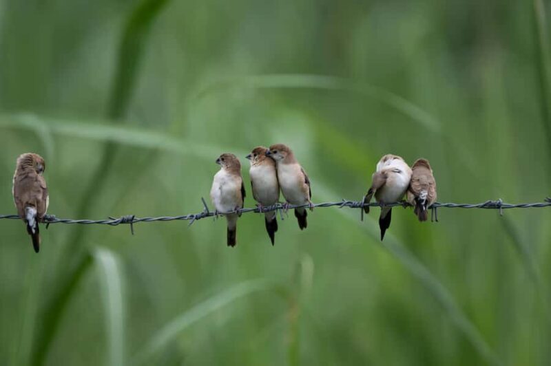 Bali: Bird-Watching Walk & Jungle Zipline Adventure - FAQ