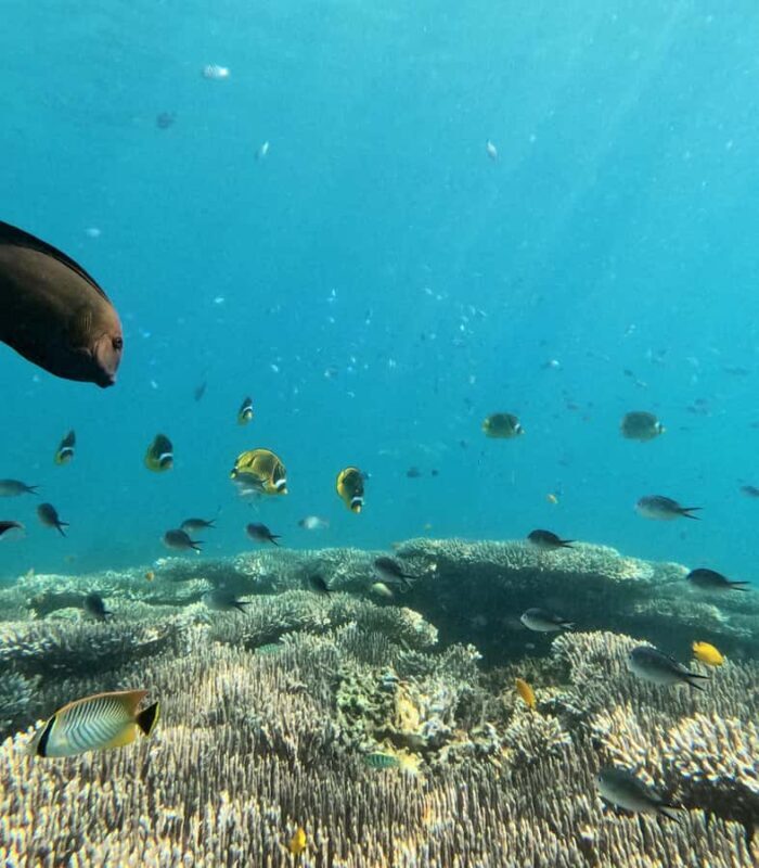 Bali: Blue Lagoon and Tanjung Jepun Snorkeling Tour - Good To Know