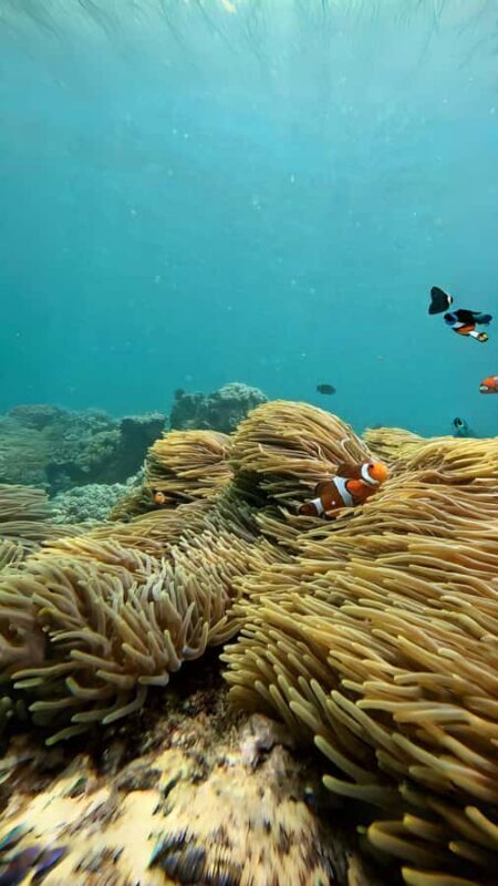 Bali: Blue Lagoon and Tanjung Jepun Snorkeling Tour - Who Will Love This Tour?