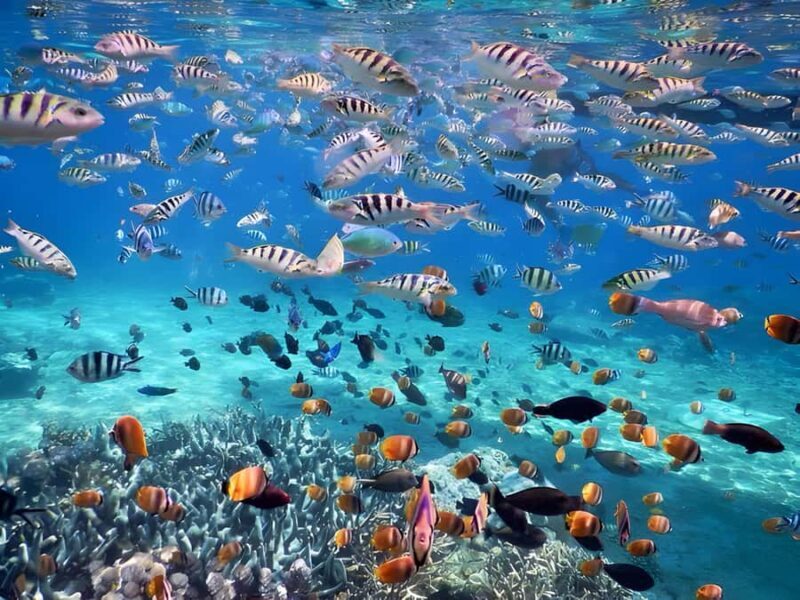 Bali: Blue Lagoon and Tanjung Jepun Snorkeling Tour - Good To Know