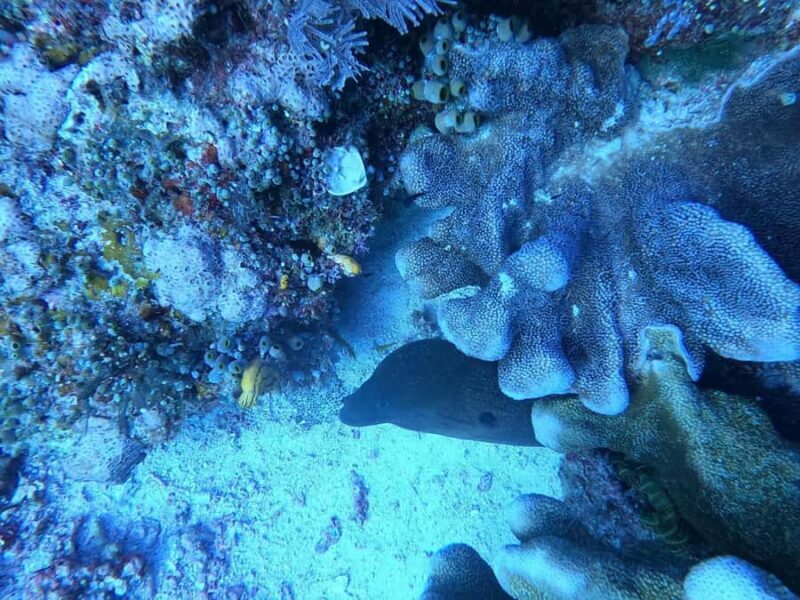 Bali Blue Lagoon and Tanjung Jepun Snorkeling Tour with - An In-Depth Look at the Bali Blue Lagoon and Tanjung Jepun Snorkeling Tour