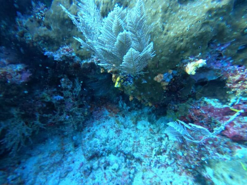 Bali Blue Lagoon and Tanjung Jepun Snorkeling Tour with - Who Will Love This Tour?