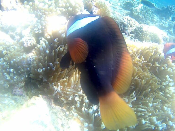 Bali: Blue Lagoon And Tanjung Jepun Snorkeling Trip - Trip Duration and Booking Flexibility