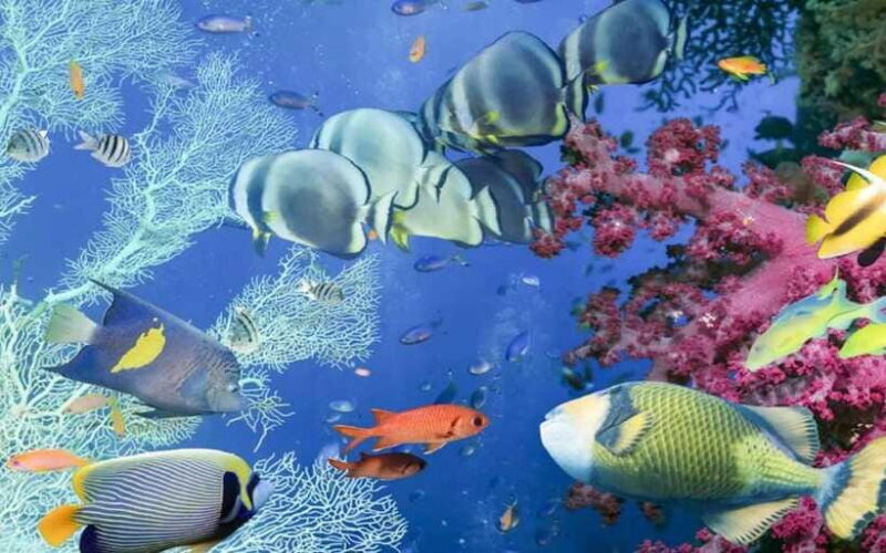 Bali Blue Lagoon Snorkeling Tour - Why Choose This Tour?