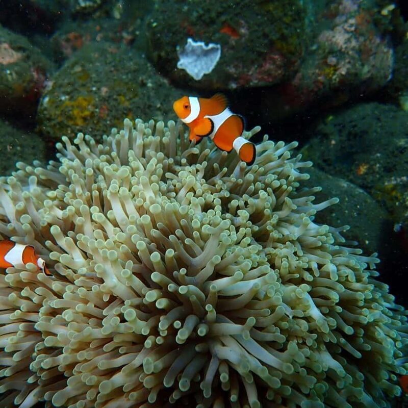 Bali: Blue Lagoon Snorkeling, Waterfall, and Temple Tour - Who Is This Tour Best For?