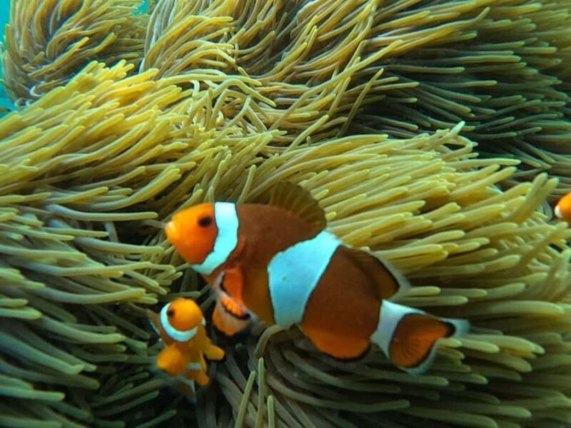 Bali: Blue Lagoon Snorkeling, Waterfall, and Temple Tour - Authentic Experiences That Make It Special