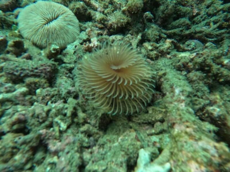 Bali: Blue Lagoon Snorkeling, Waterfall, and Temple Tour - Frequently Asked Questions