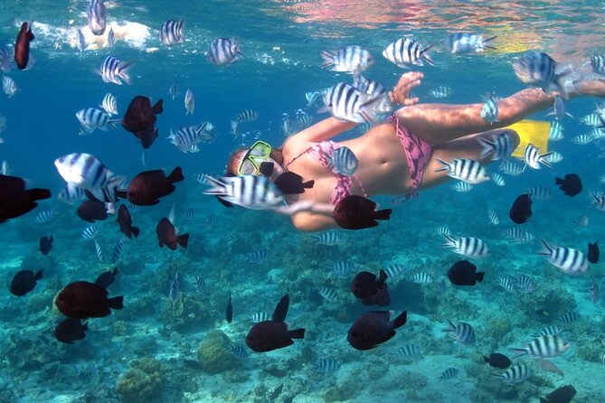 Bali Blue Lagoon Snorkeling With Bali Swing, Lunch and Transfer - Tour Inclusions