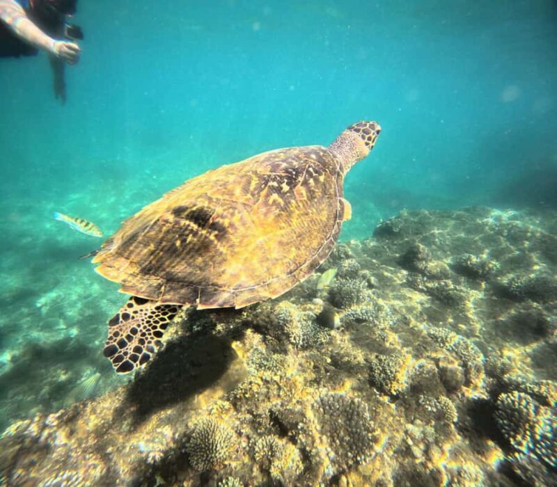 Bali: Blue Lagoon Snorkeling With GoPro Capture & Transfers - Practical Details & Tips