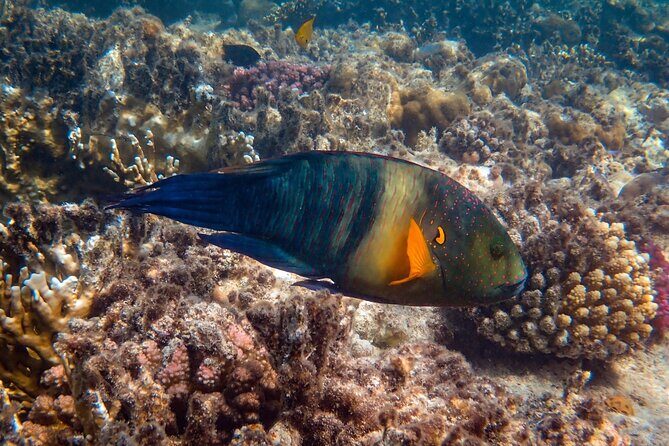 Bali Blue Lagoon Snorkeling with Private Transfer and Lunch - FAQs