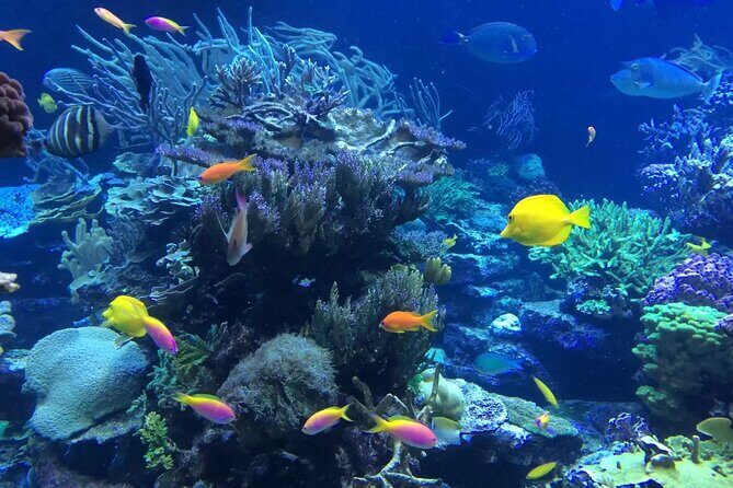 Bali Blue Lagoon Snorkeling with Private Transfer and Lunch - The Experience in Detail