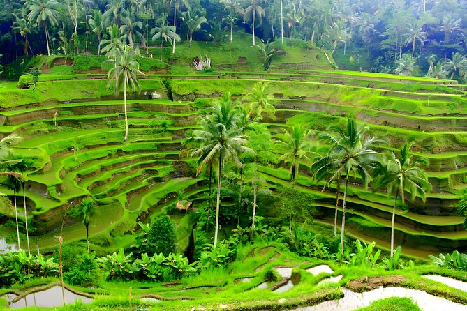 Bali Car-Charter: Half Day Ubud Waterfall Tour - Key Highlights