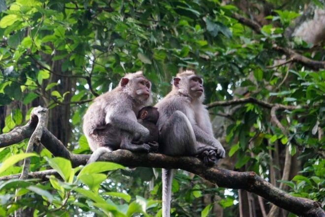 Bali : Car Charter With Driver Cum Guide - Itinerary Options