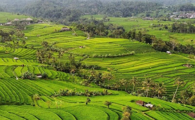 Bali: Chocolate Tour with Rice Terraces and Temple Visit - Introduction to the Tour Experience