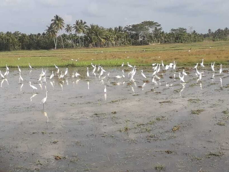 Bali: Countryside Bird Watching Tour with Hotel Transfer - What Past Participants Say